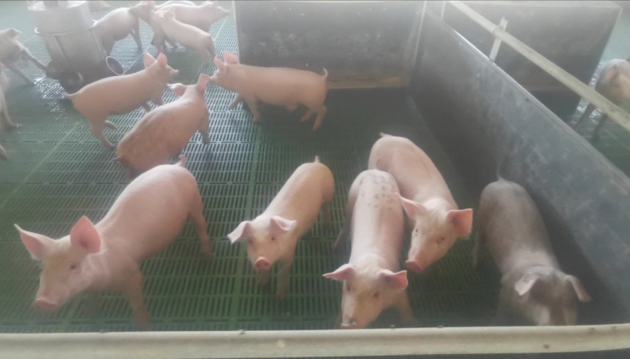 Commercial Property for Sale in Dealesville Free State